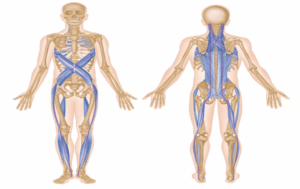 Cadena Fascial