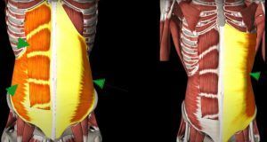 Musculatura y escoliosis