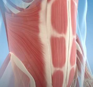 musculatura abdominal Roots